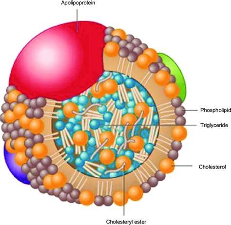 Apolipoprotein B